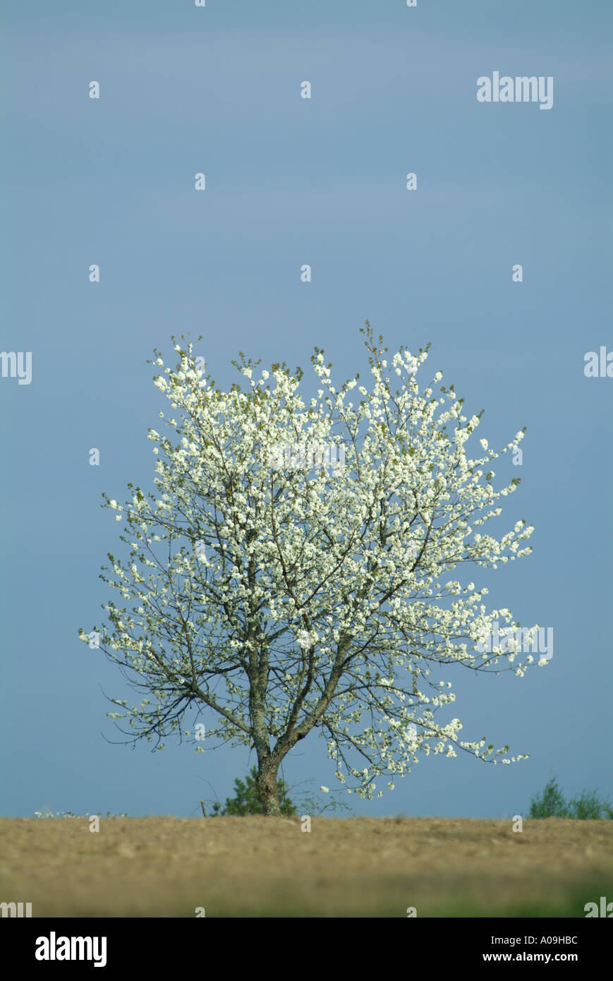 Flowering cherry tree Stock Photo - Alamy