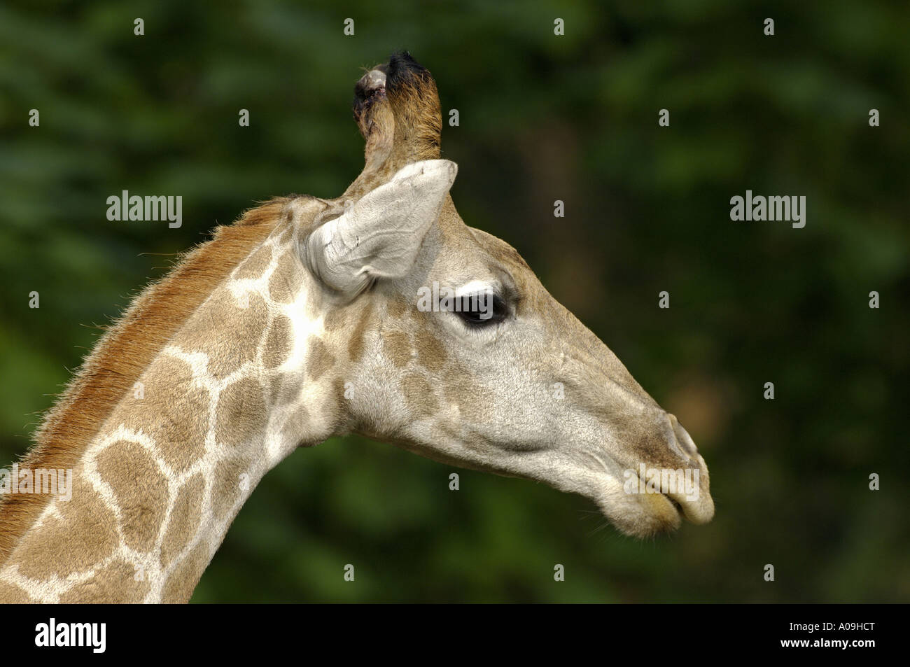 smoky giraffe (Giraffa camelopardalis angolensis), portrait Stock Photo