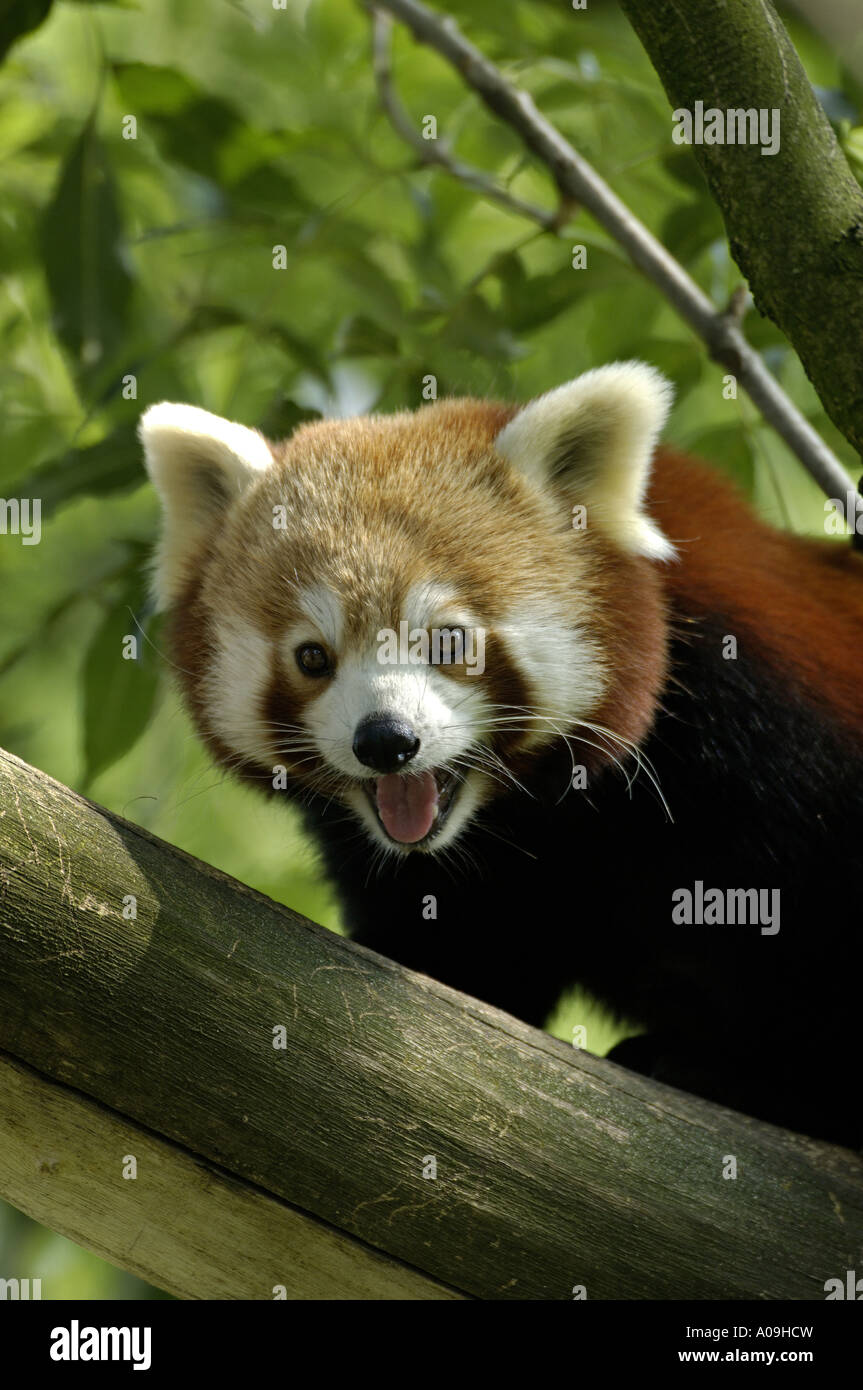 lesser panda, red panda (Ailurus fulgens), portrait Stock Photo - Alamy