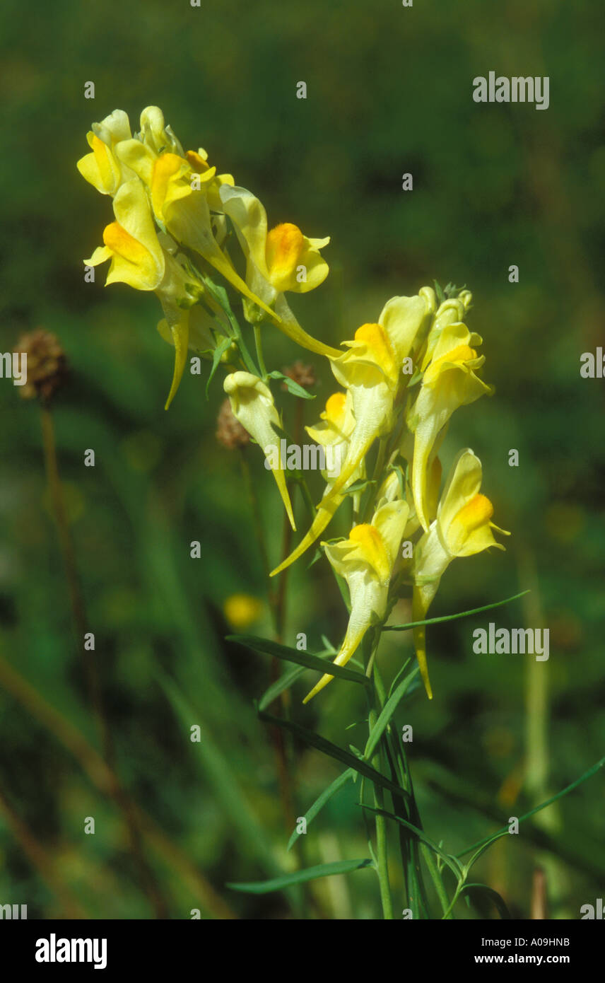Common Toadflax close up on flowers Stock Photo