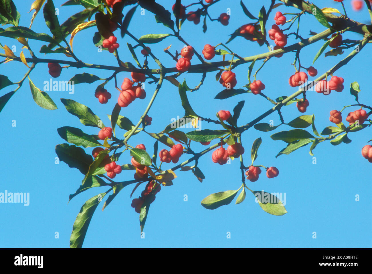 Poisonous fruits of Spindle Tree Stock Photo Alamy