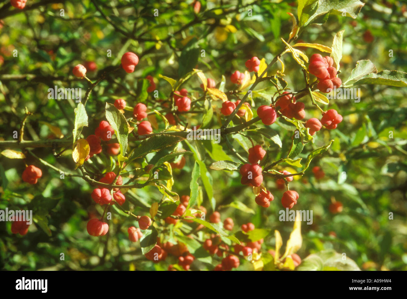 Poisonous fruits of Spindle Tree Stock Photo Alamy