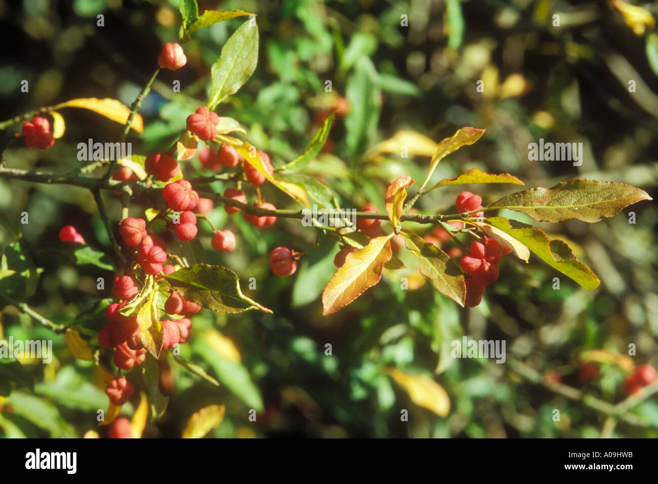 Poisonous fruits of Spindle Tree Stock Photo Alamy
