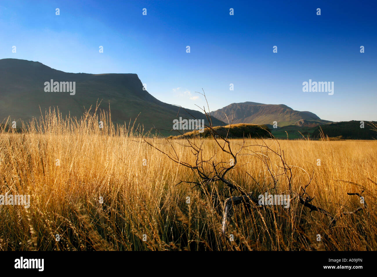 Long Grass In Sun Overlooking Mount Craig Cwm Silyn And Mount Trum y Ddysgl, Rhyd-Ddu, Gwynedd, Wales Stock Photo
