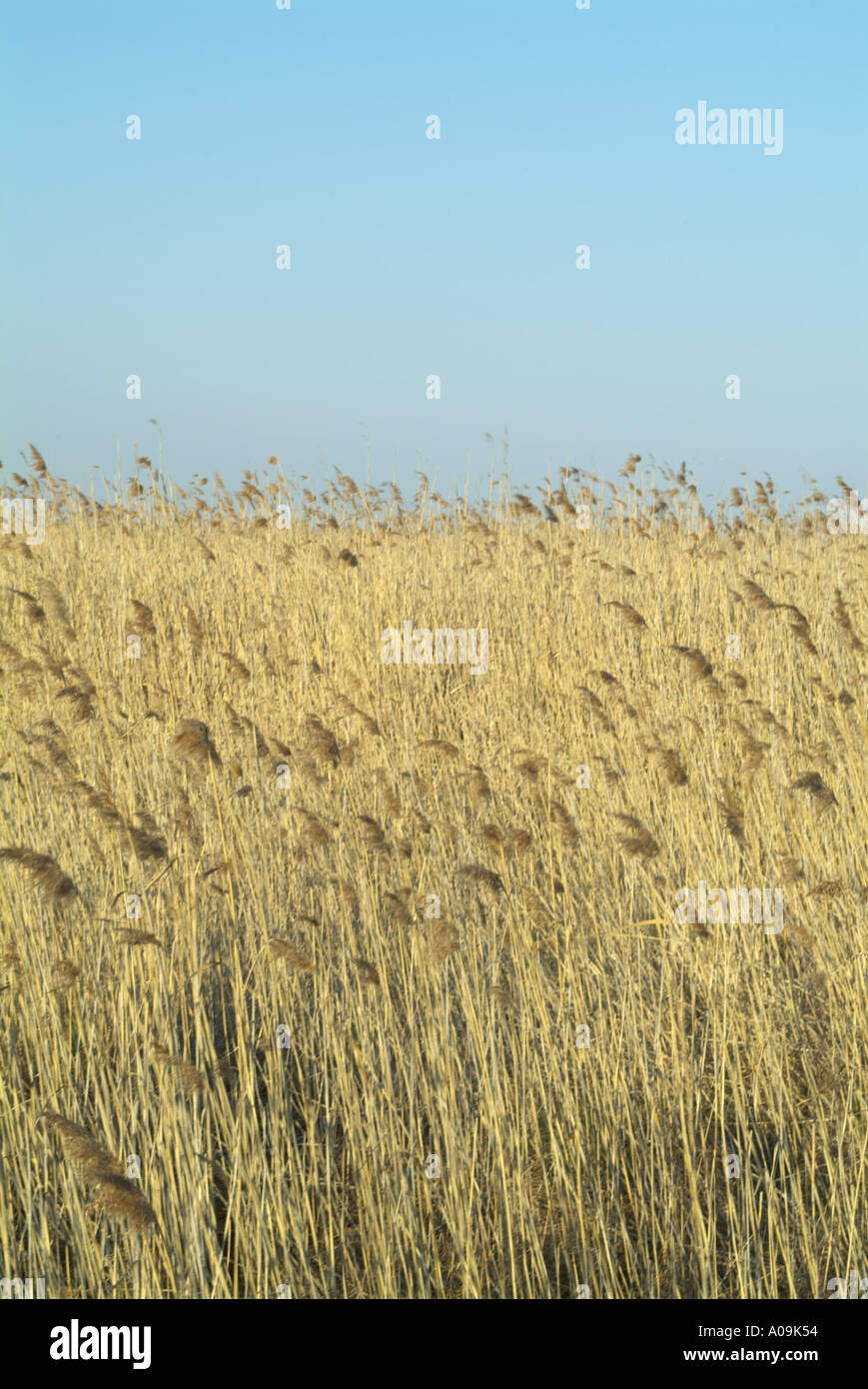 Grass reeds hi-res stock photography and images - Alamy