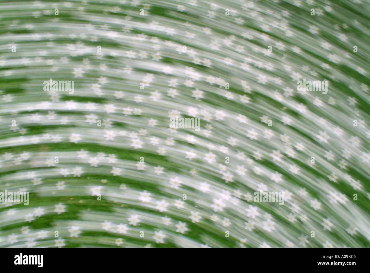 Abstract Anemone Stock Photo