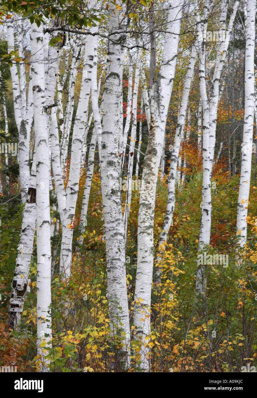 Birch trees in White Mountains of New Hampshire Stock Photo Alamy