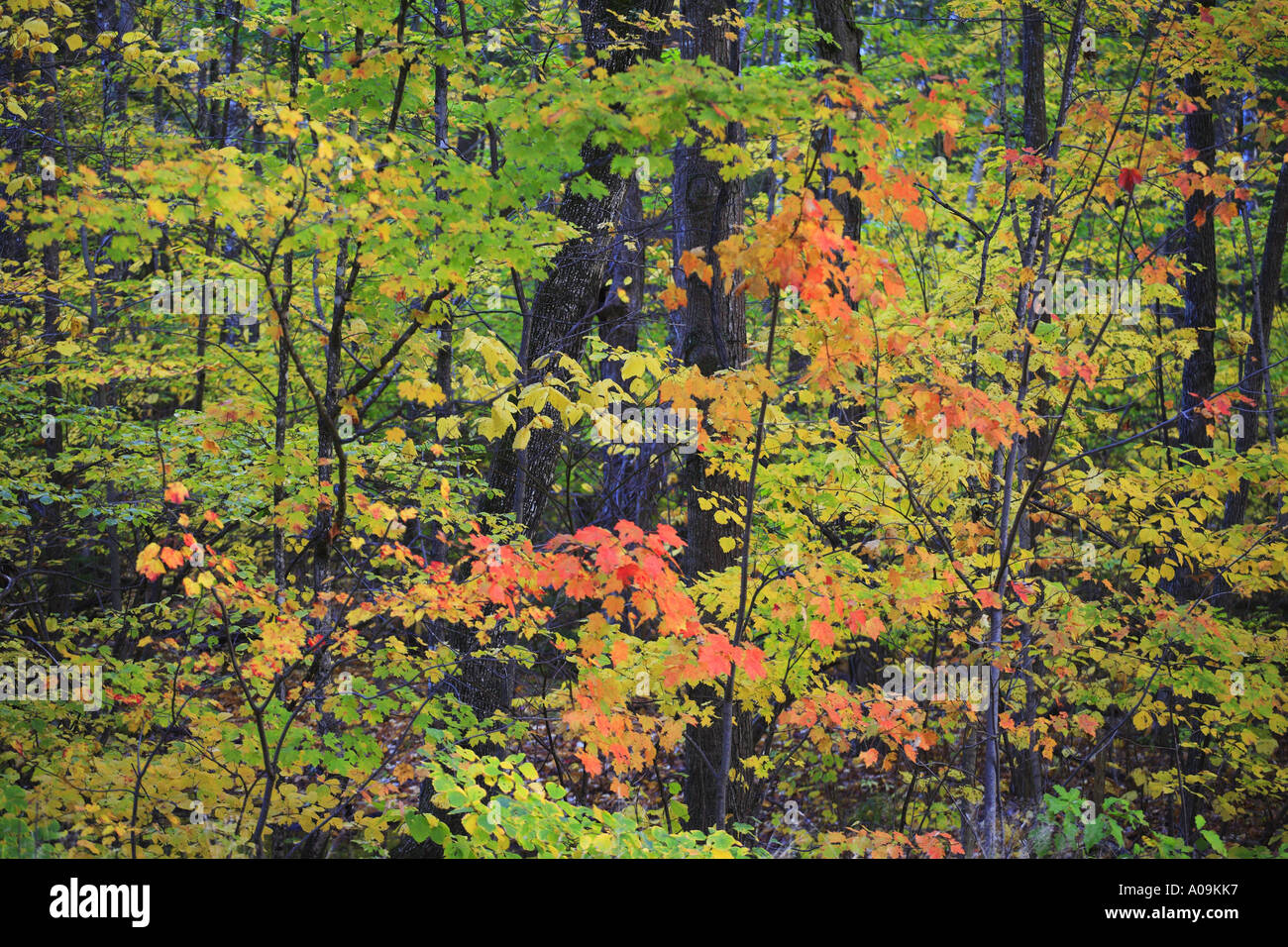White mountains national forest hi-res stock photography and images - Alamy