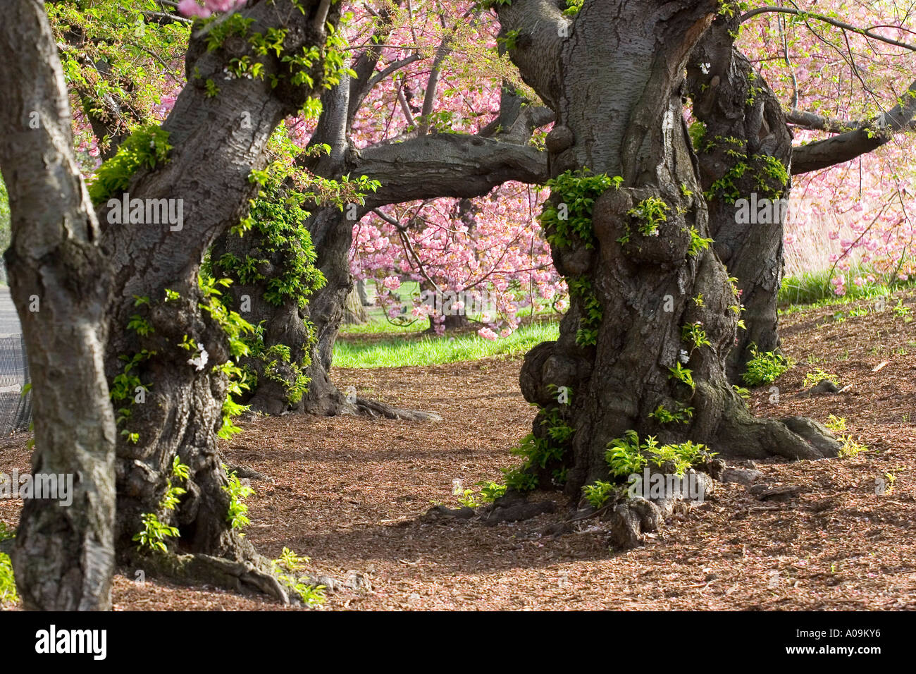 Japanese Cherry Trees in Spring in Central Park, New York city Stock ...