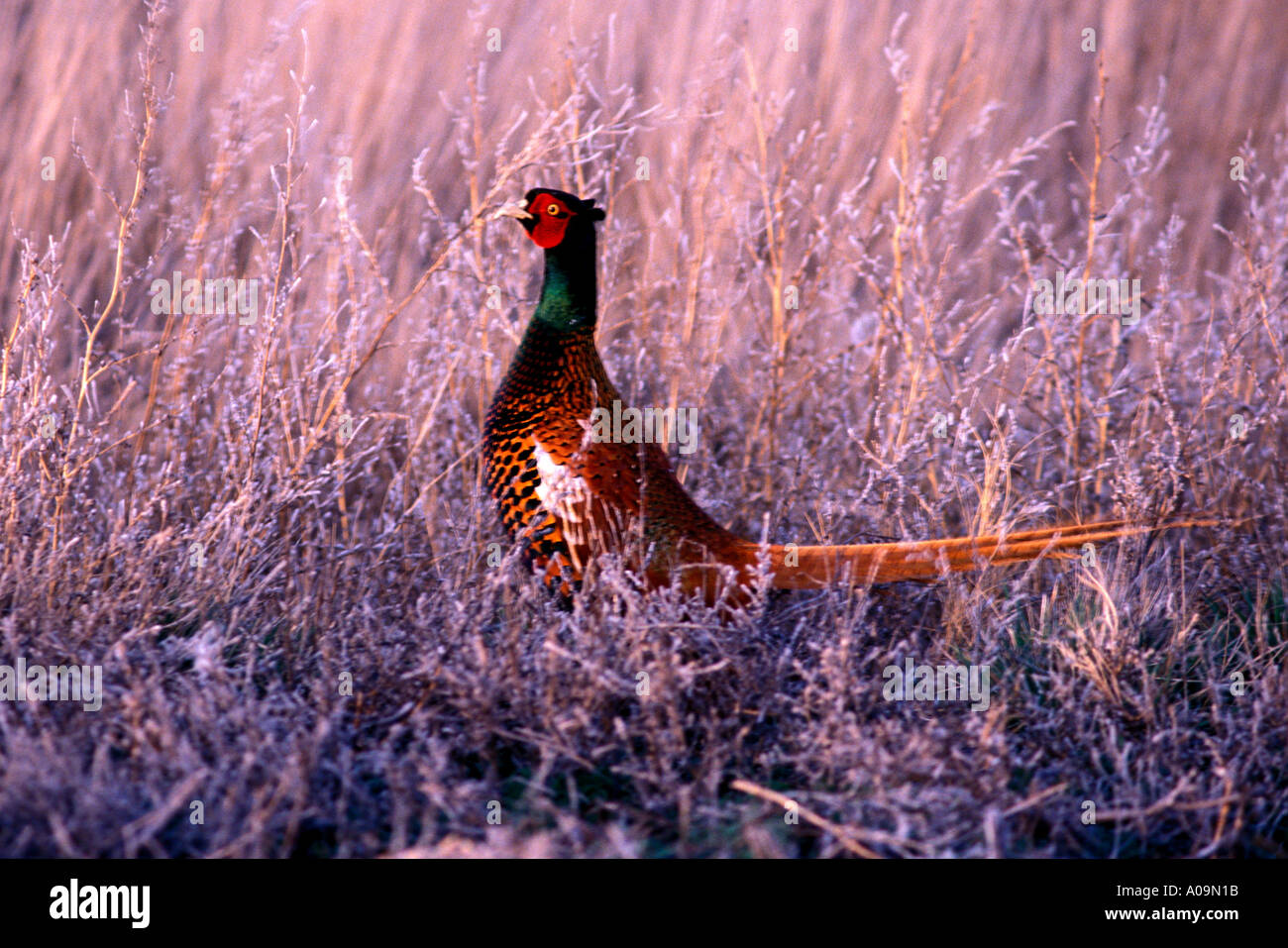 Too much pheasant hires stock photography and images Alamy