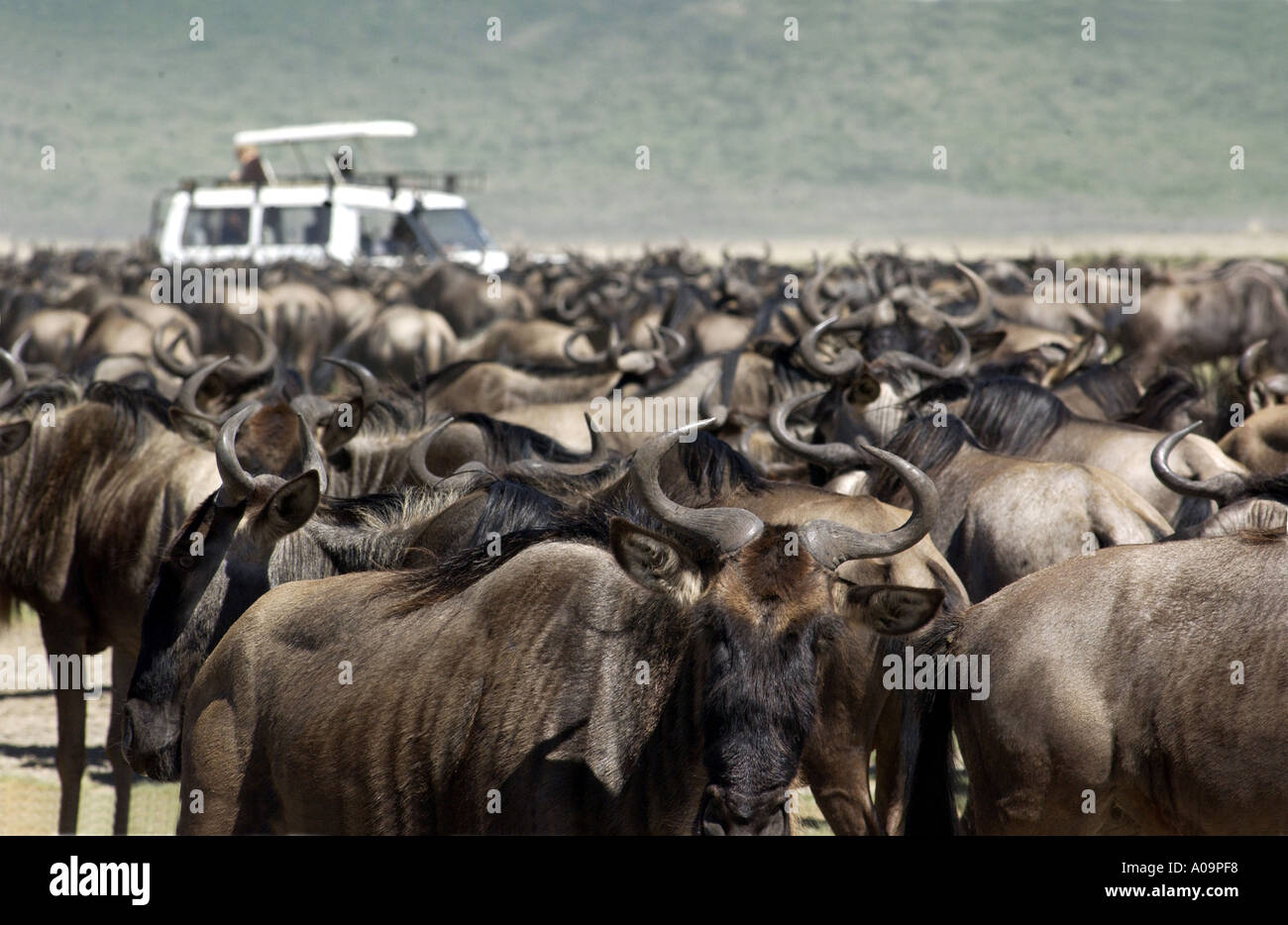 Wilderbeast migration Kenya Stock Photo