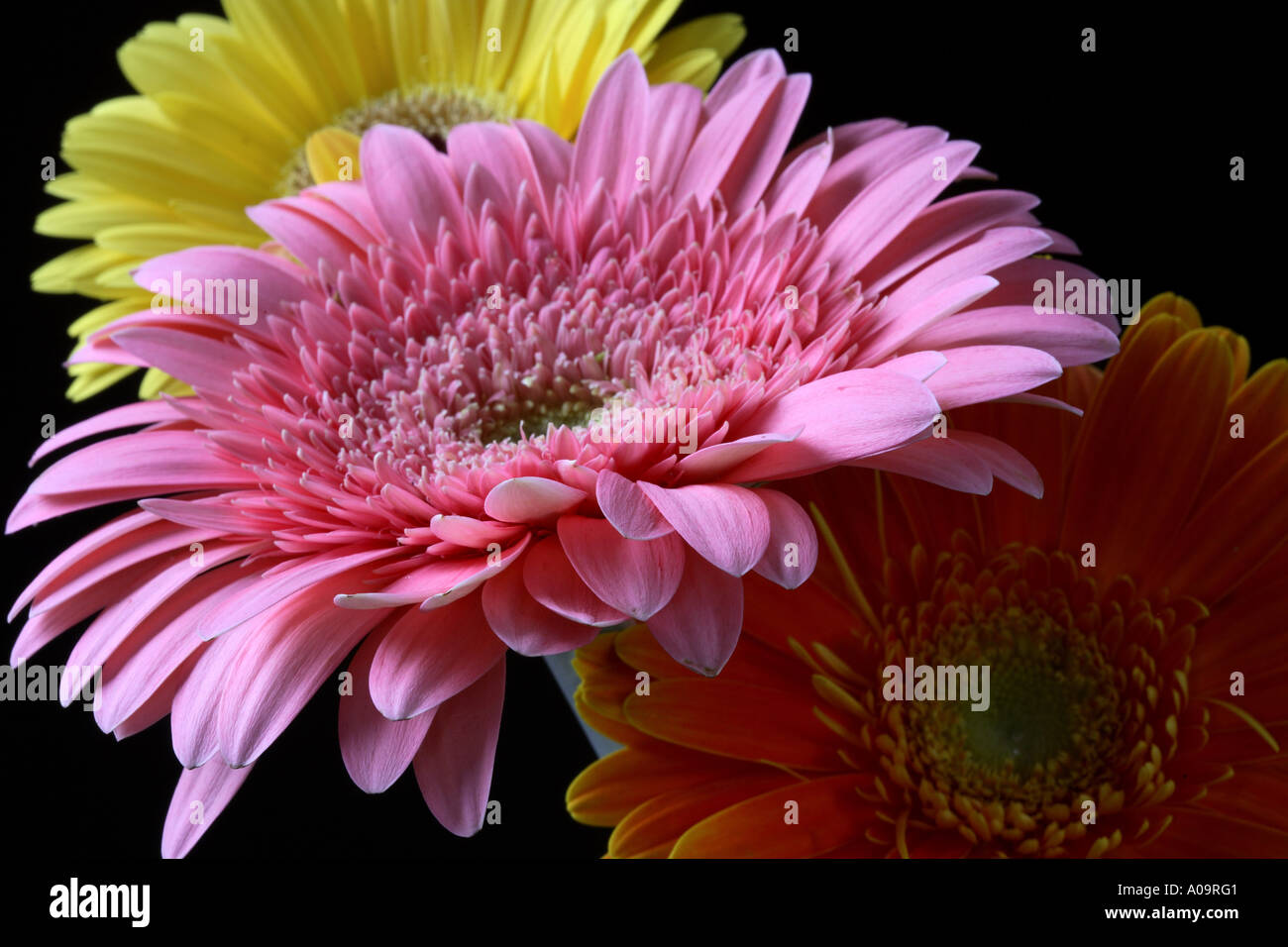 Yellow and pink Barberton daisy Stock Photo Alamy
