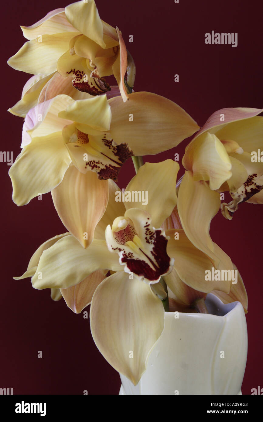 Cymbidium Orchids Arrangement Stock Photo Alamy Cymbidium Orchids Arrangement Stock Photo Alamy