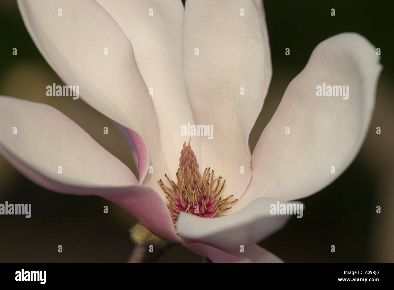 Southern Magnolia Blossom in Central Park Stock Photo