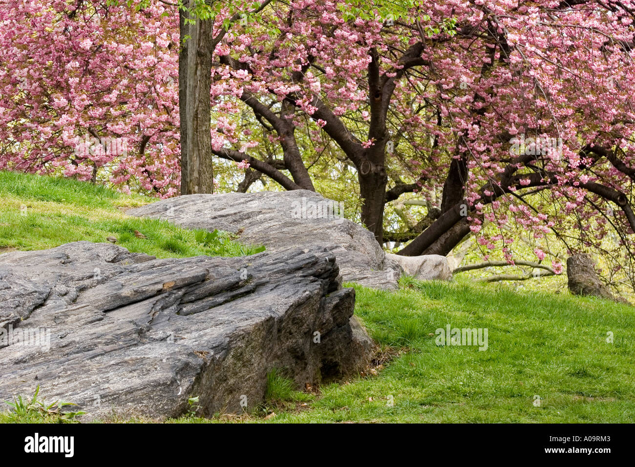 Spring With Rocks Spring Scene in Central Park New York with rocks and Japanese Cherry ...