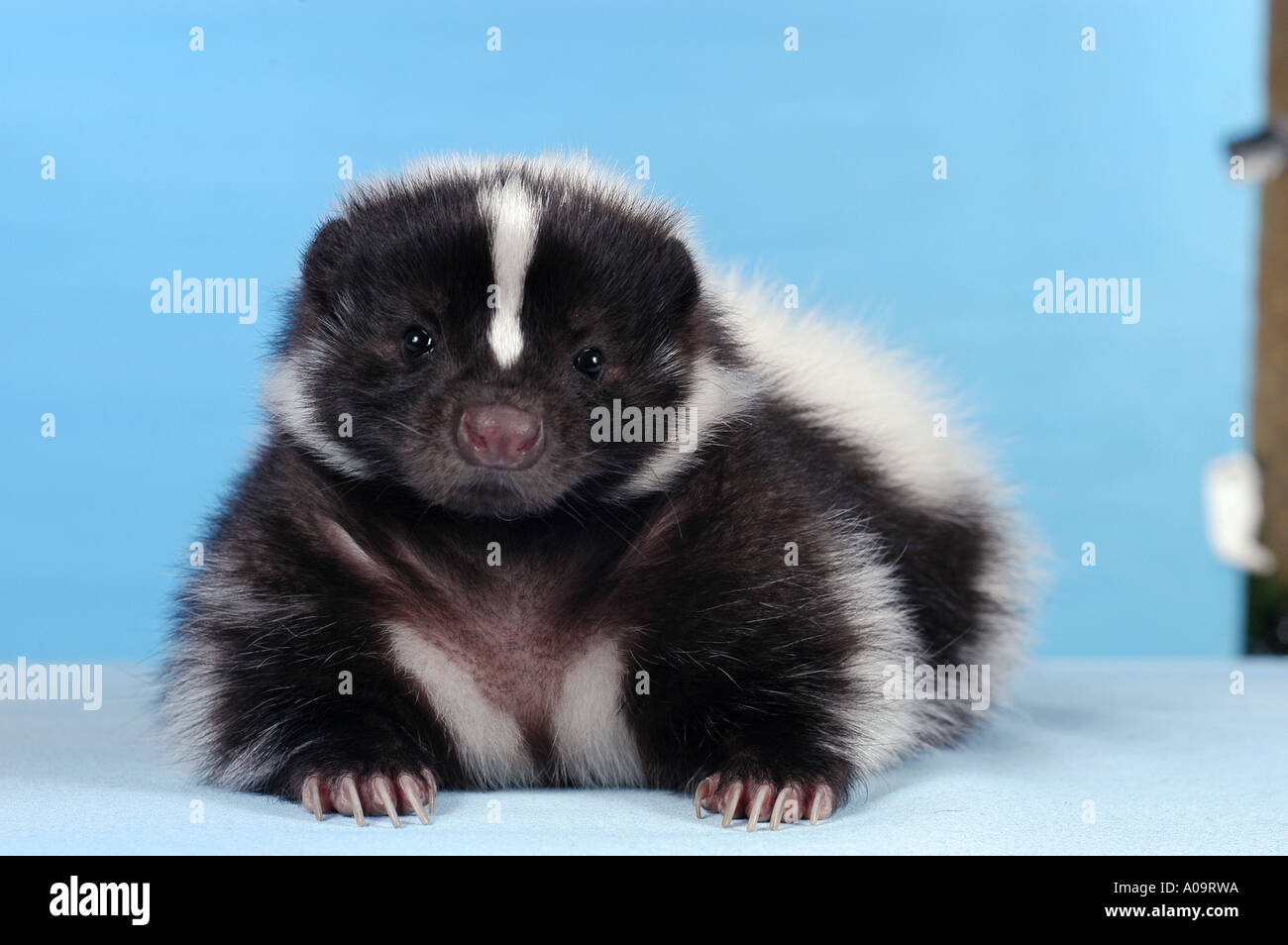 young striped skunk - lying / Mephitis mephitis Stock Photo