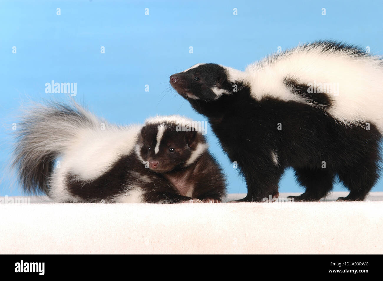 two young striped skunks / Mephitis mephitis Stock Photo