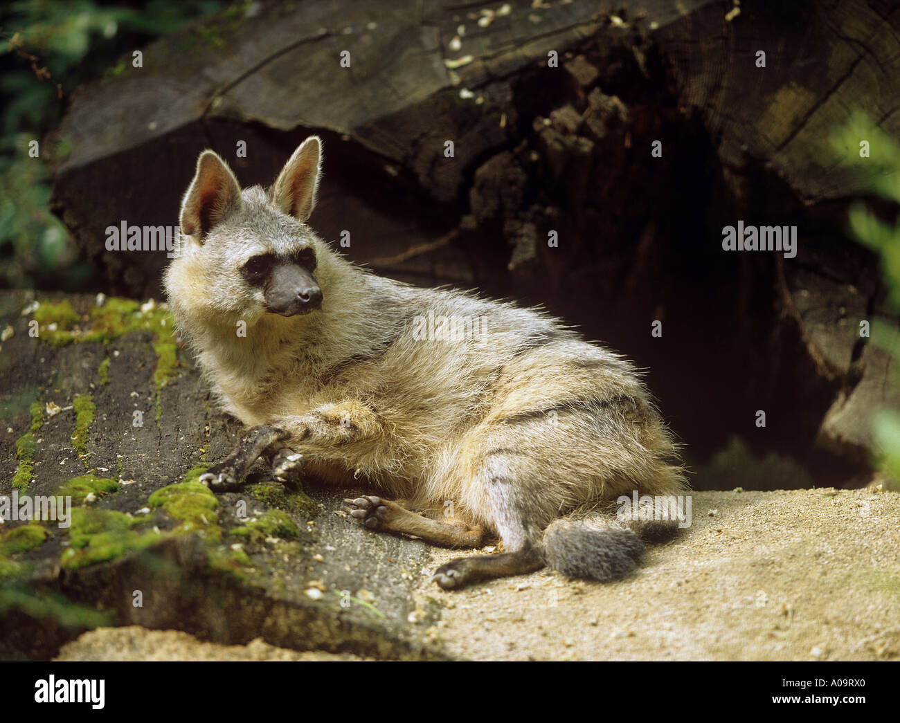 Aardwolf hi-res stock photography and images - Alamy