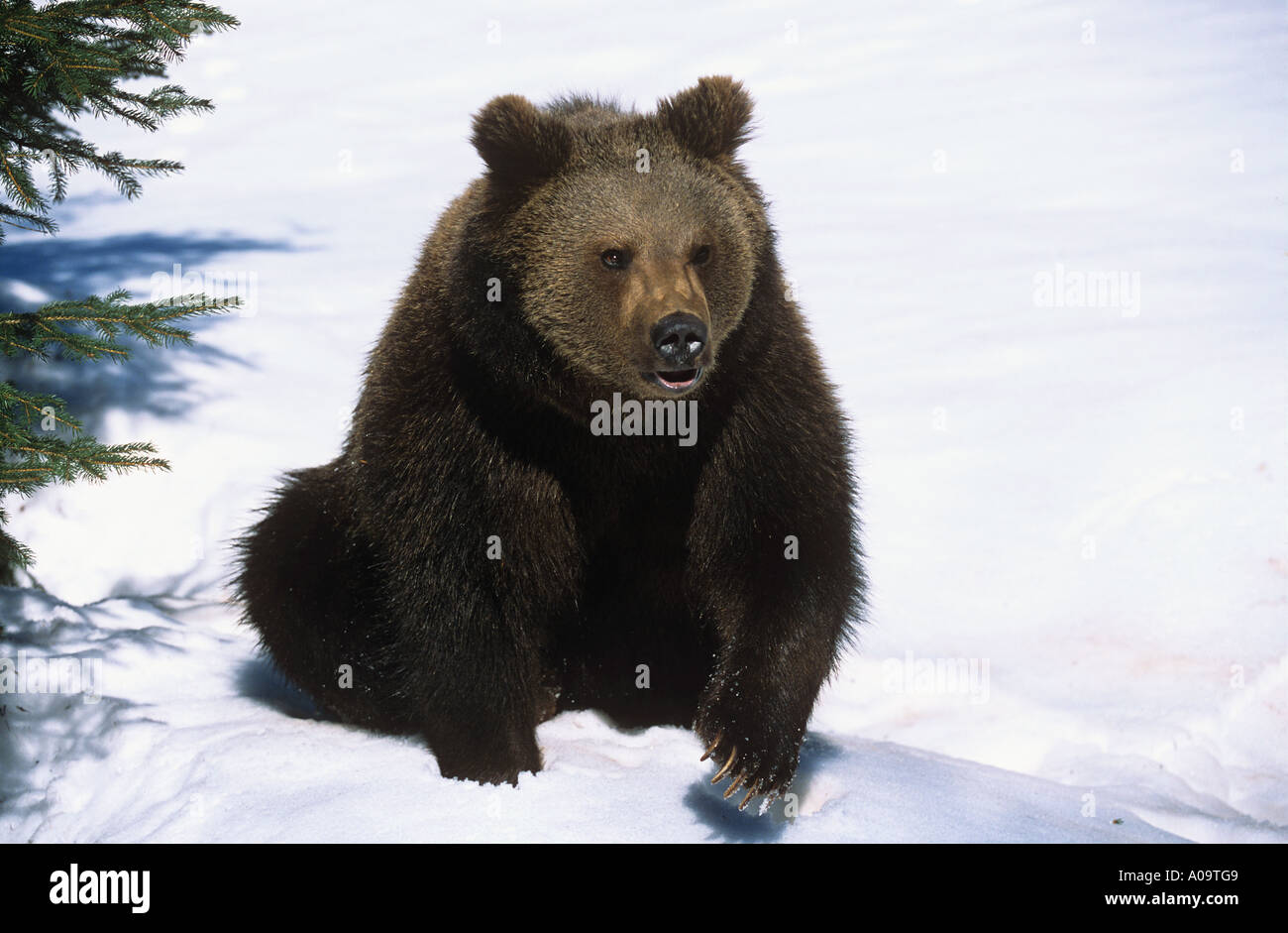 young brown bear sitting in snow Ursus arctos Stock Photo