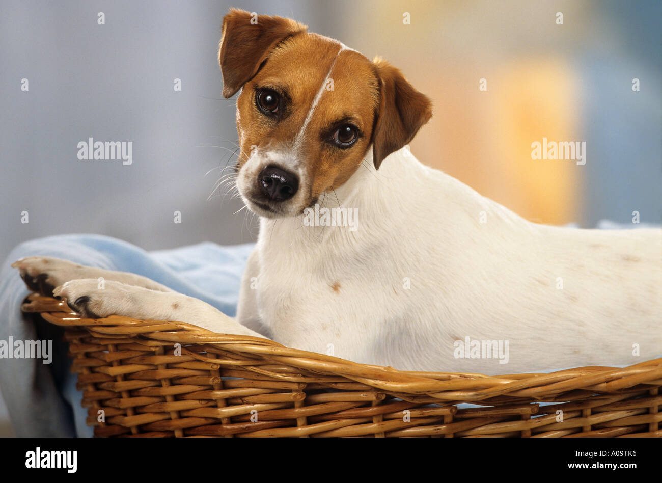 Parson Jack Russell Terrier lying in basket Stock Photo