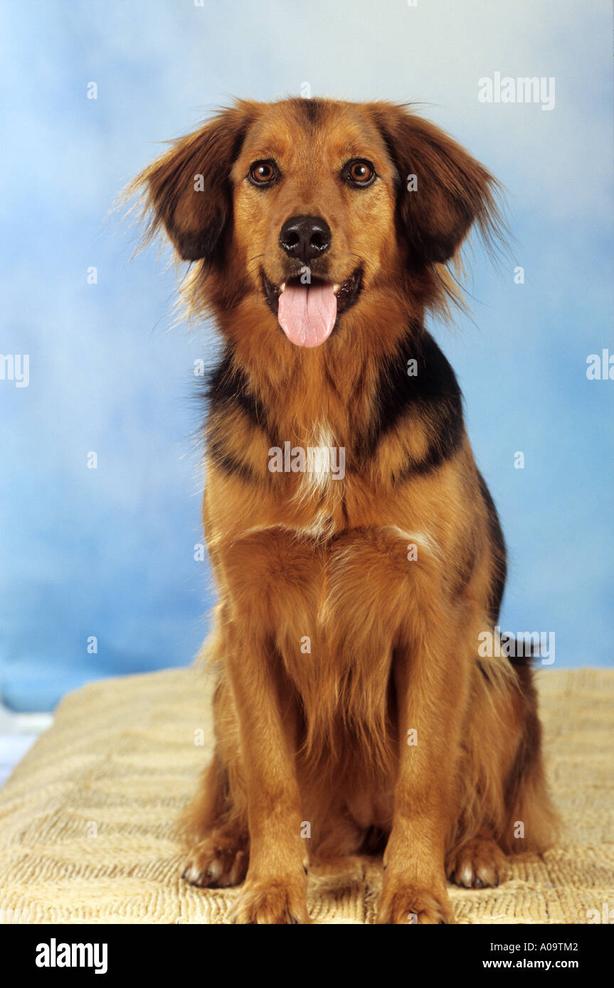 Lederen fatning Tulipaner Mixed-breed dog (Golden Retriever x Dachshund). Adult dog sitting Stock  Photo - Alamy