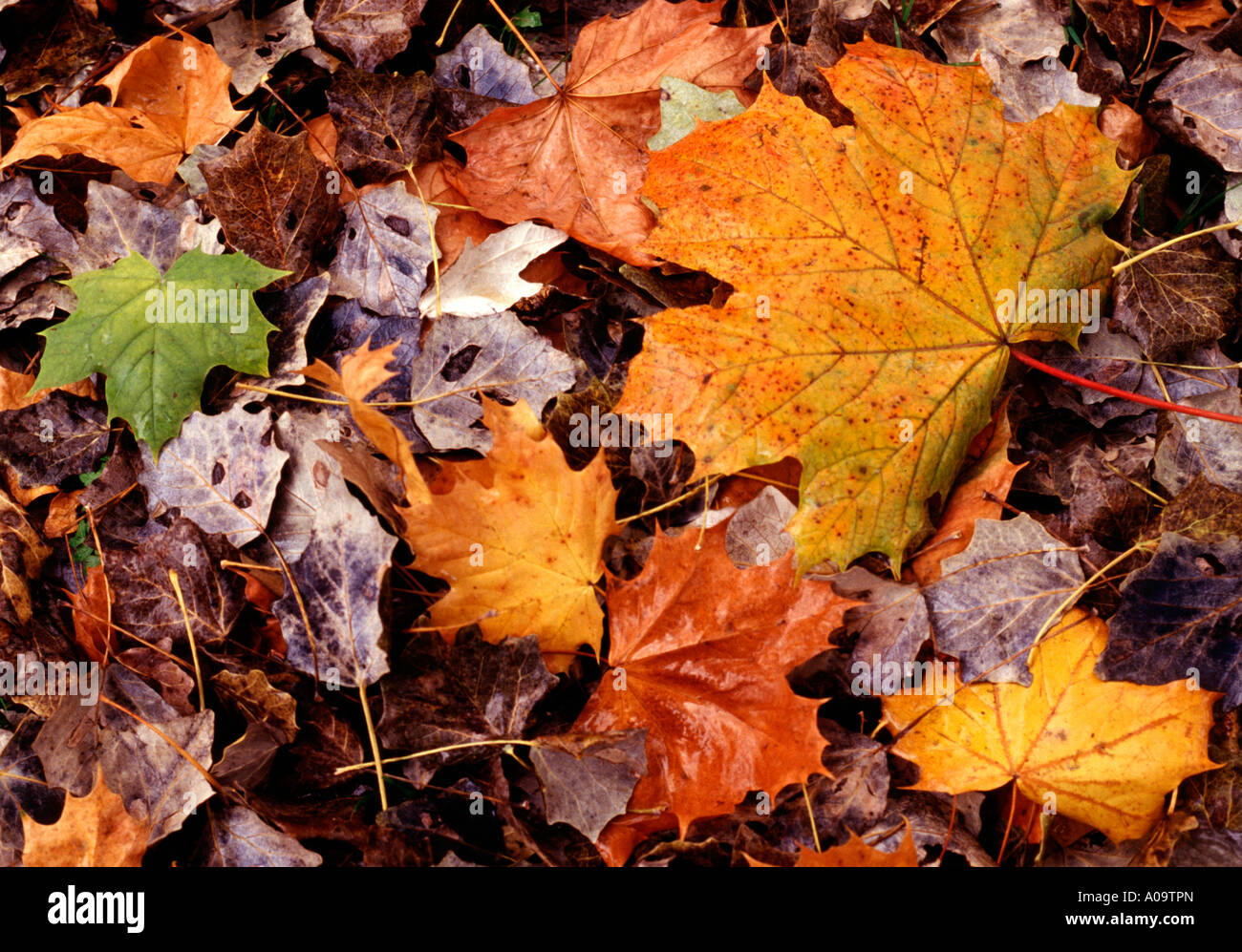 Herbstlaub Blaetter am Boden, autumn foliage leaves on the ground Stock Photo