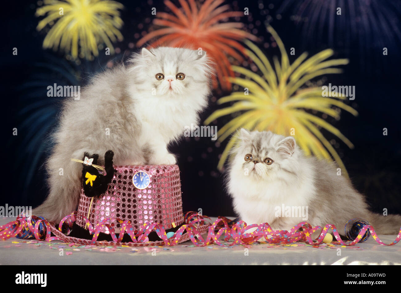 kitten years