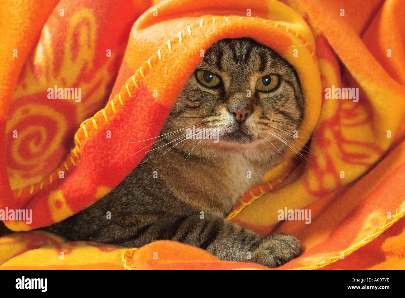 domestic cat lying under cover Stock Photo