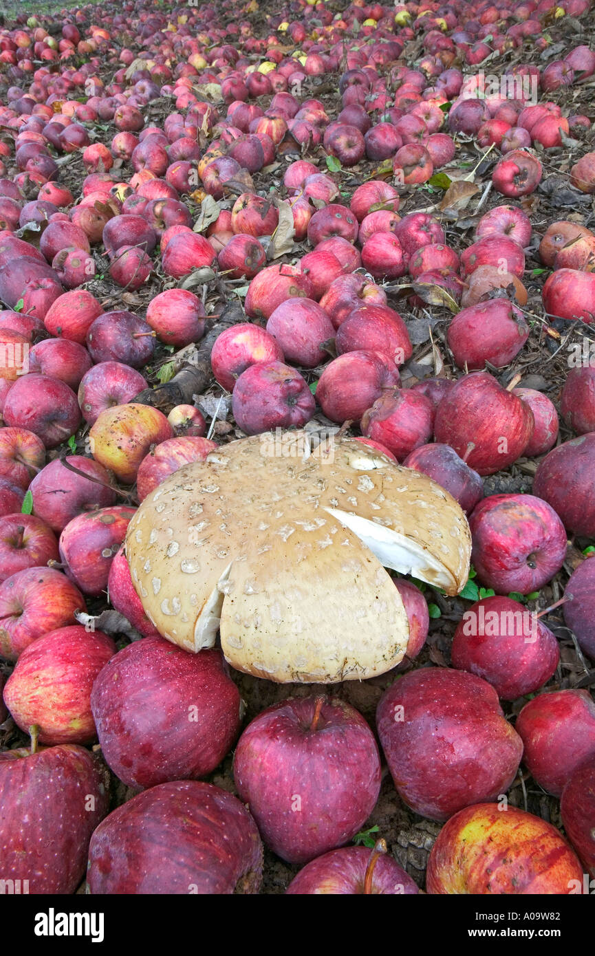 Fallen red delicious apples and mushroom Near Alpine Oregon Stock Photo