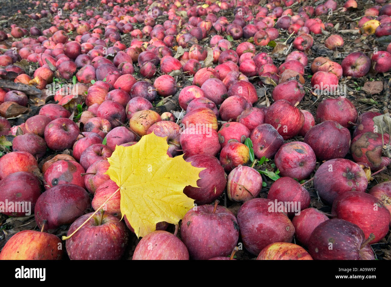 Fallen red delicious apples and maple leaf Near Alpine Oregon Stock Photo