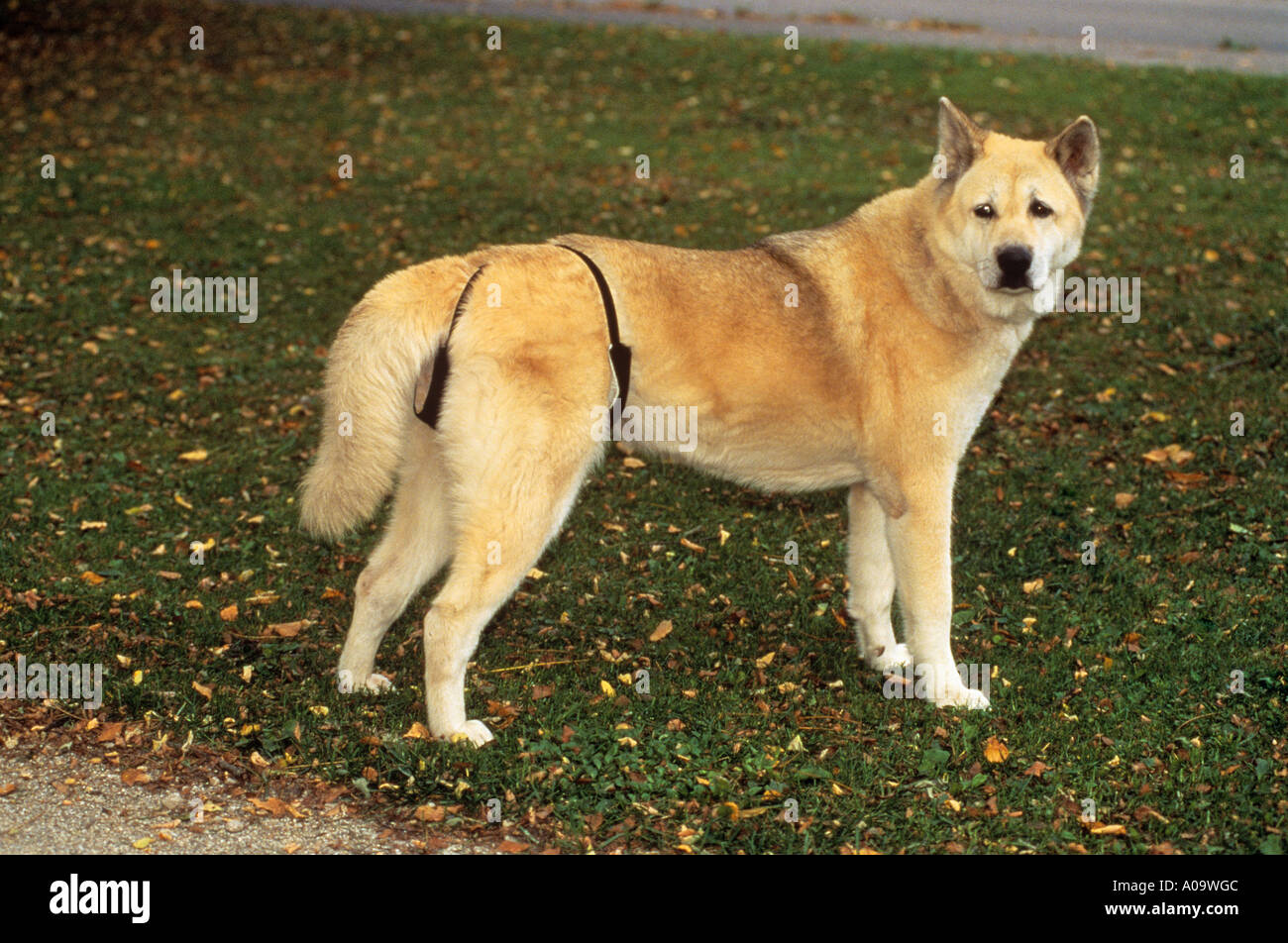she dog in heat Stock Photo Alamy