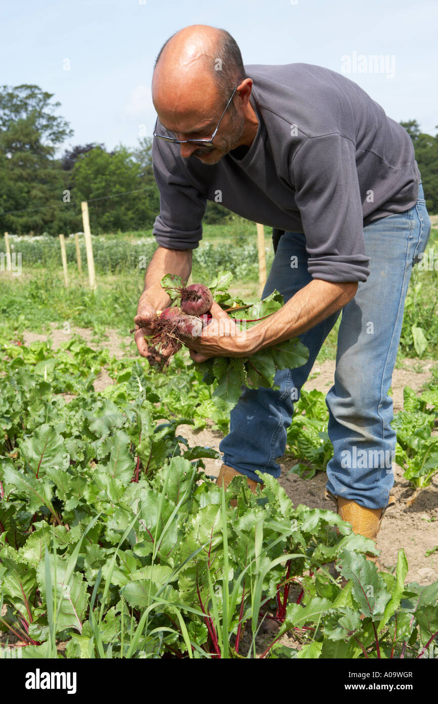 pulling beetroot from the ground on an organic vegetable farm Stock Photo