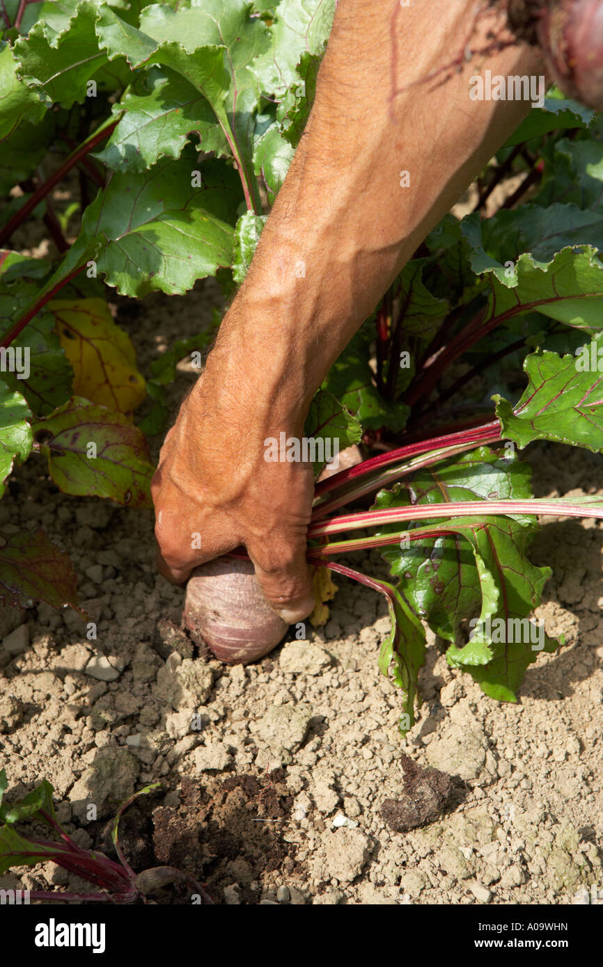 pulling beetroot from the ground on an organic vegetable farm Stock Photo