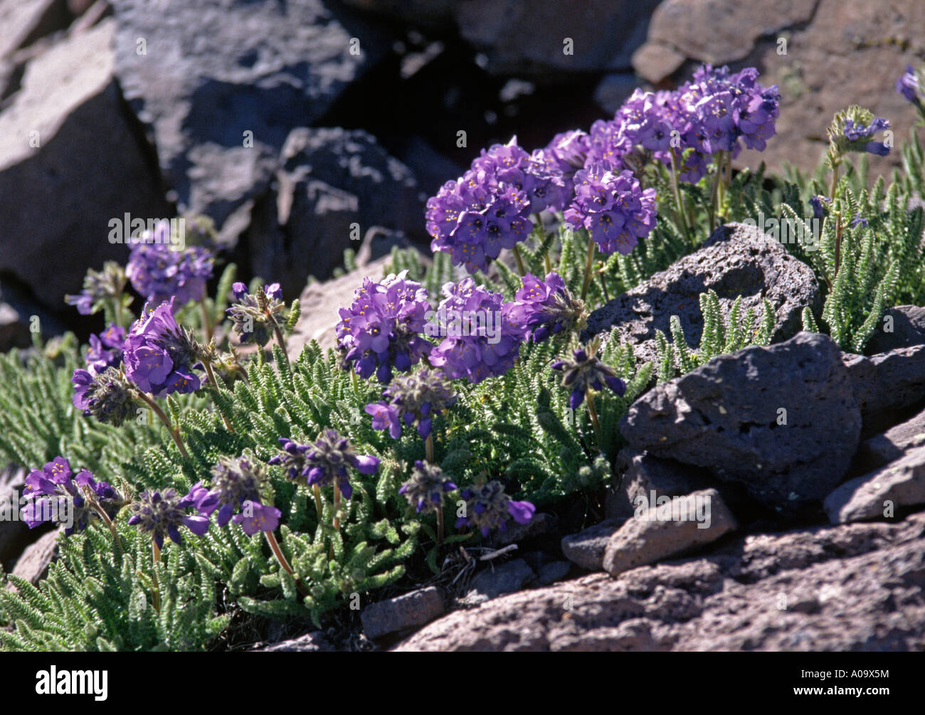Purple wildflowers flourish above 11 000 ft in the RIO GRANDE NATIONAL FOREST COLORADO ROCKIES Stock Photo