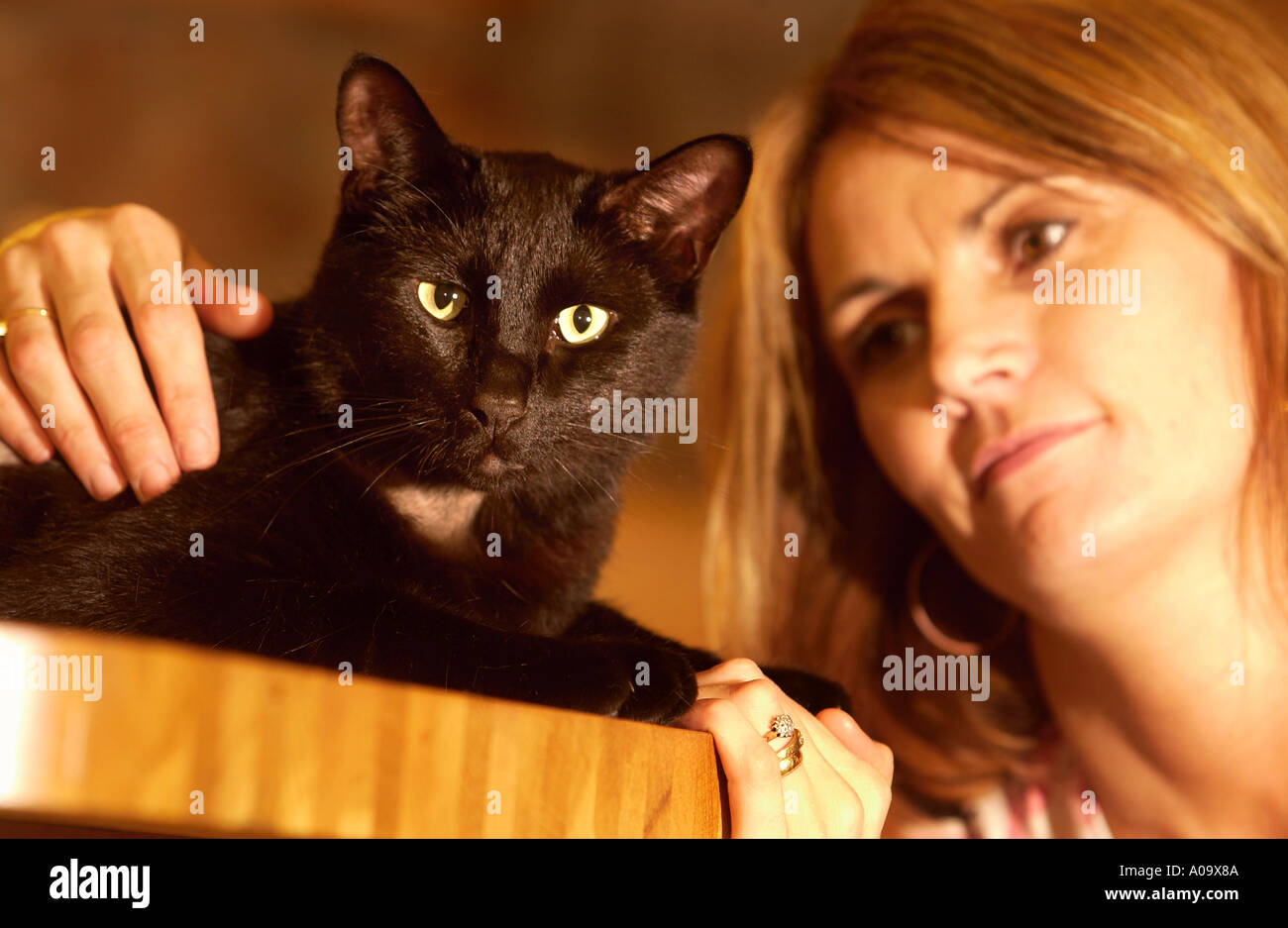 A PET BLACK CAT Stock Photo Alamy