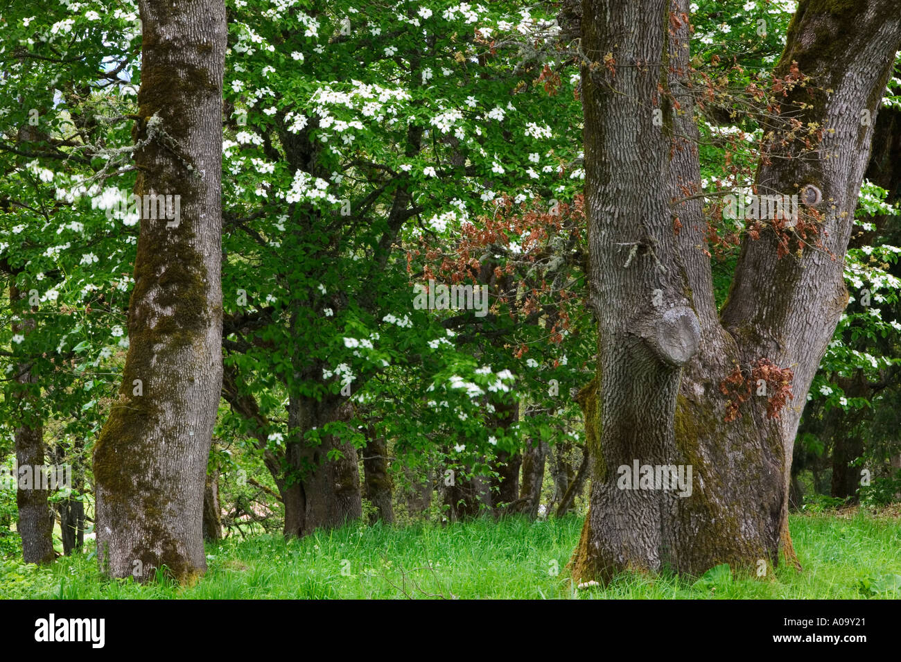 Oregon oak tree and blooming dogwood Oregon Stock Photo