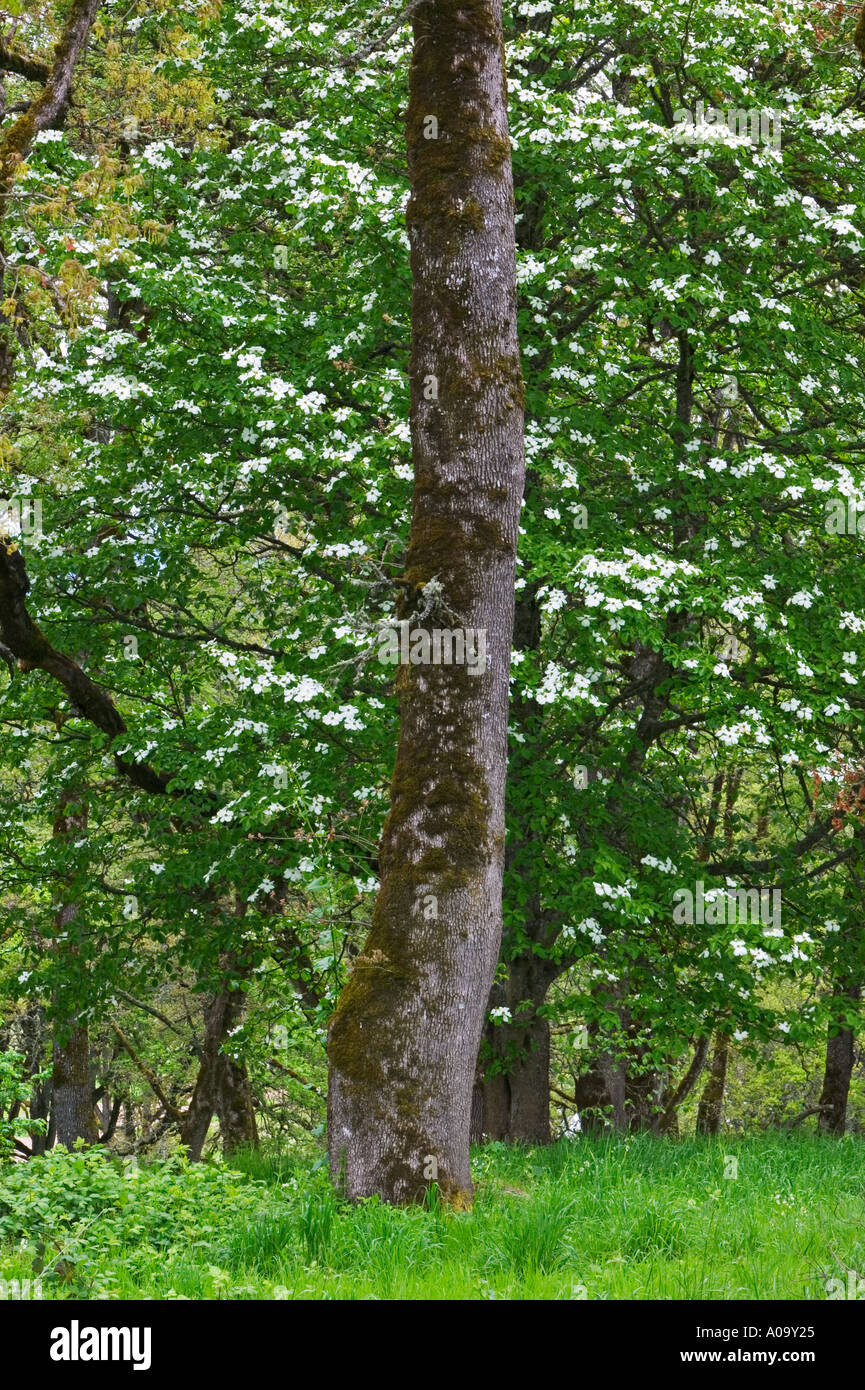 Oregon white oak tree hires stock photography and images Alamy