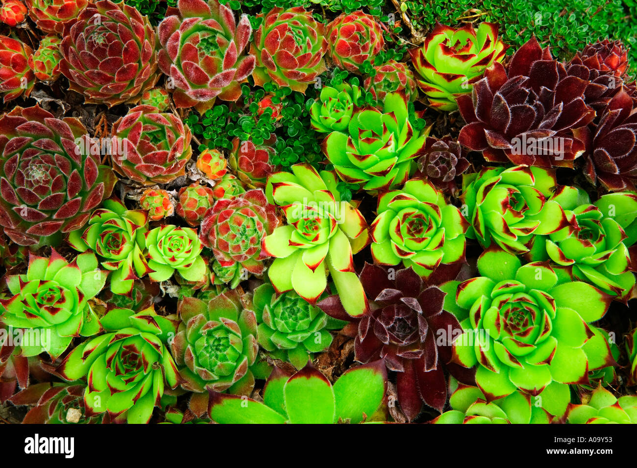 Species of Sempervivum Northwest Garden Nursery Eugene Oregon Stock