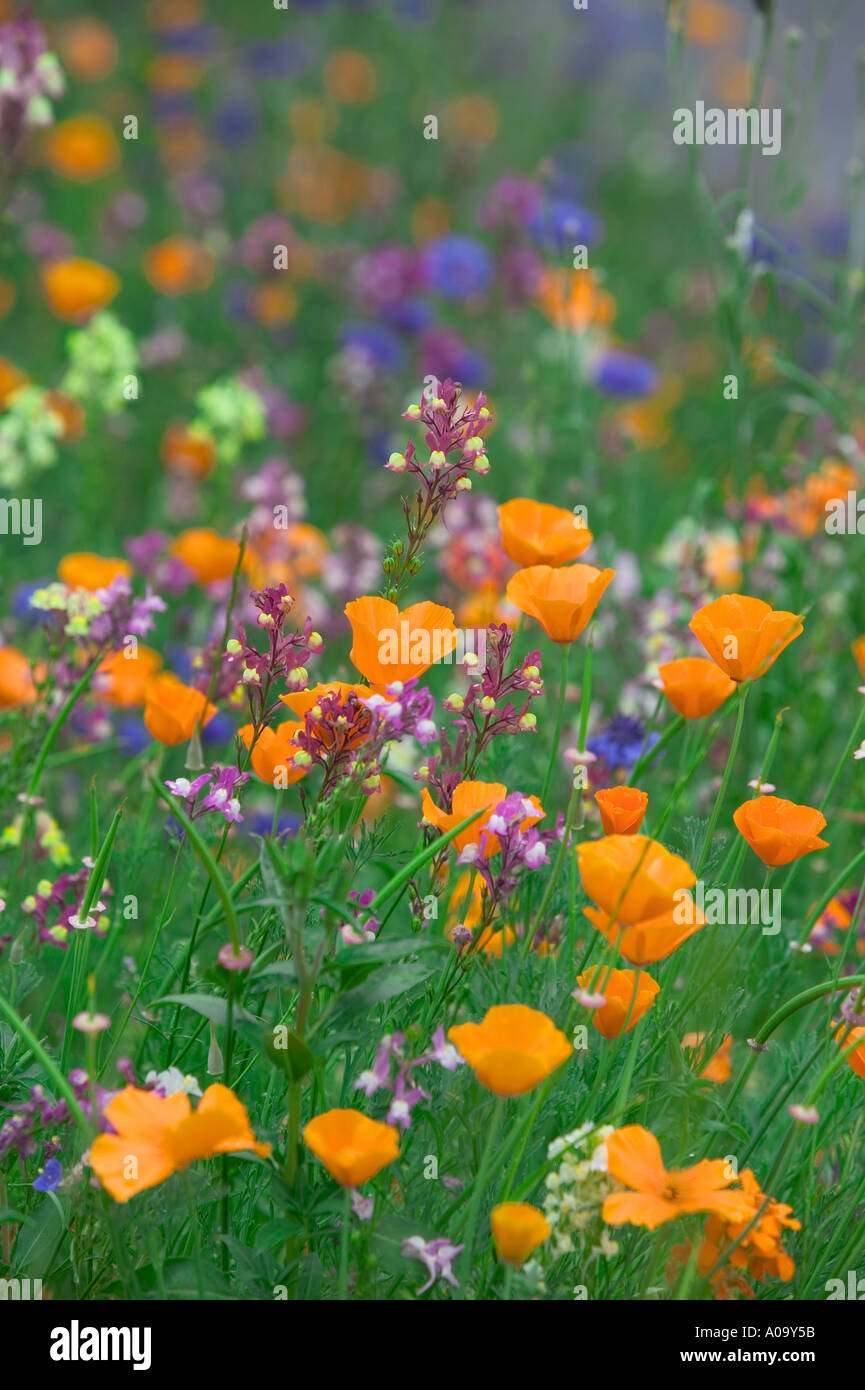 Mixed wildflowers Garden plot at the University of Oregon Stock Photo