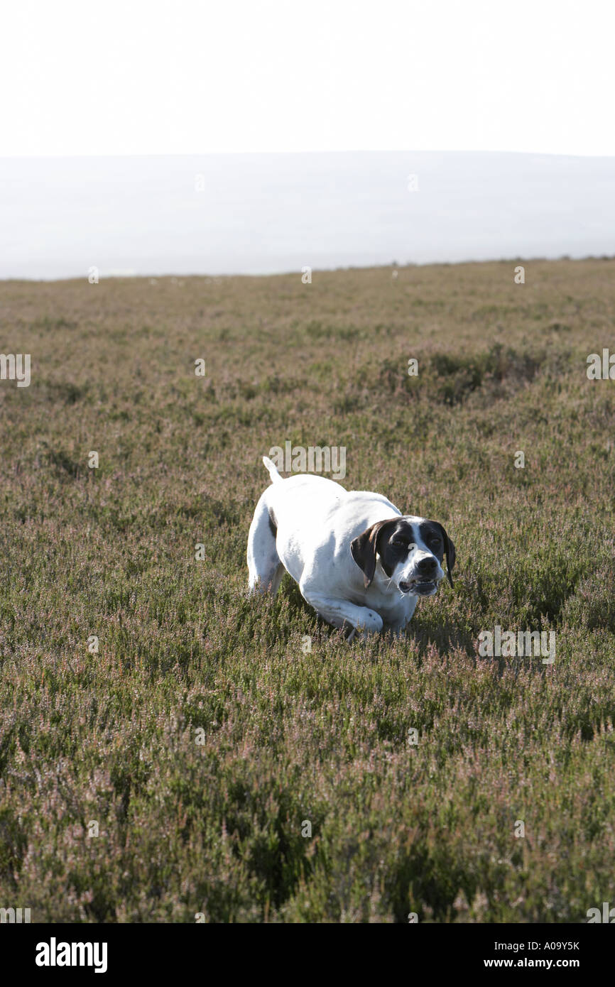English short haired smooth pointer gundog dog working on a grouse moor pointing at quarry bird during a shoot Stock Photo