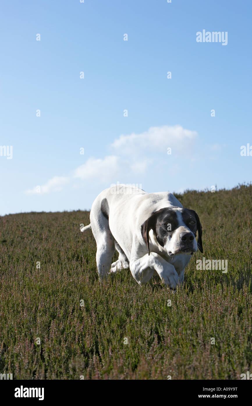 English Short Haired Smooth Pointer Working On A Grouse Moor