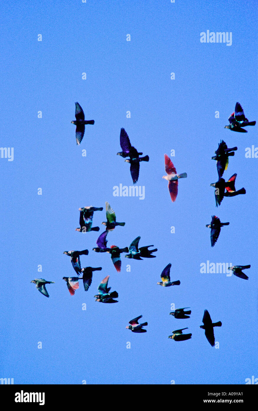 VARI COLOURED Painted DYED racing pigeons IN A BLUE SKY. Spain Stock Photo