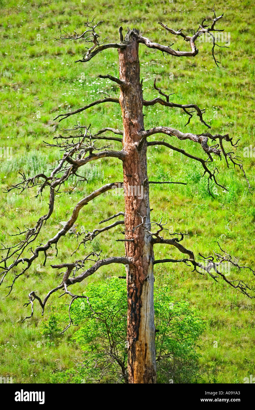 snag of ponderosa pine tree Hell s Canyon National Recreation Area Oregon Stock Photo