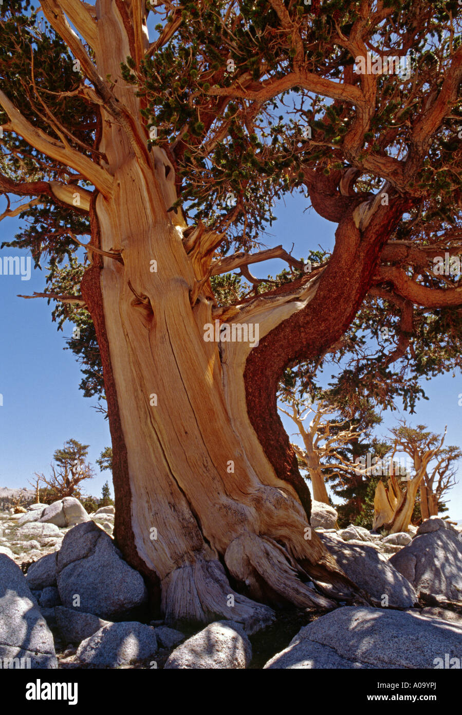 An ancient FOXTAIL PINE which can live as long as a Bristlecone Pine 2000 years SEQUOIA NATIONAL PARK CALIFORNIA Stock Photo