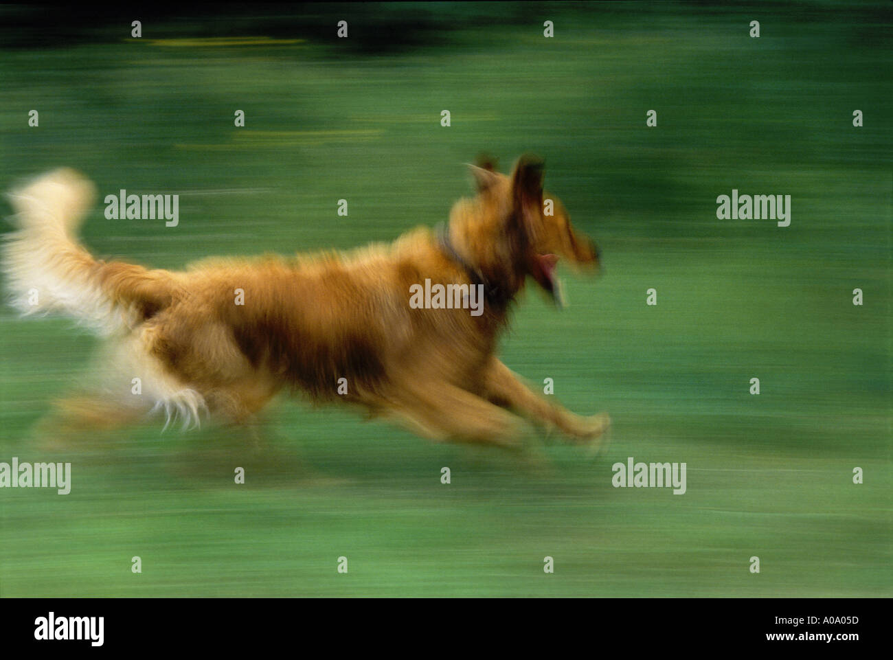 Golden retriever dog running in grass field Stock Photo - Alamy