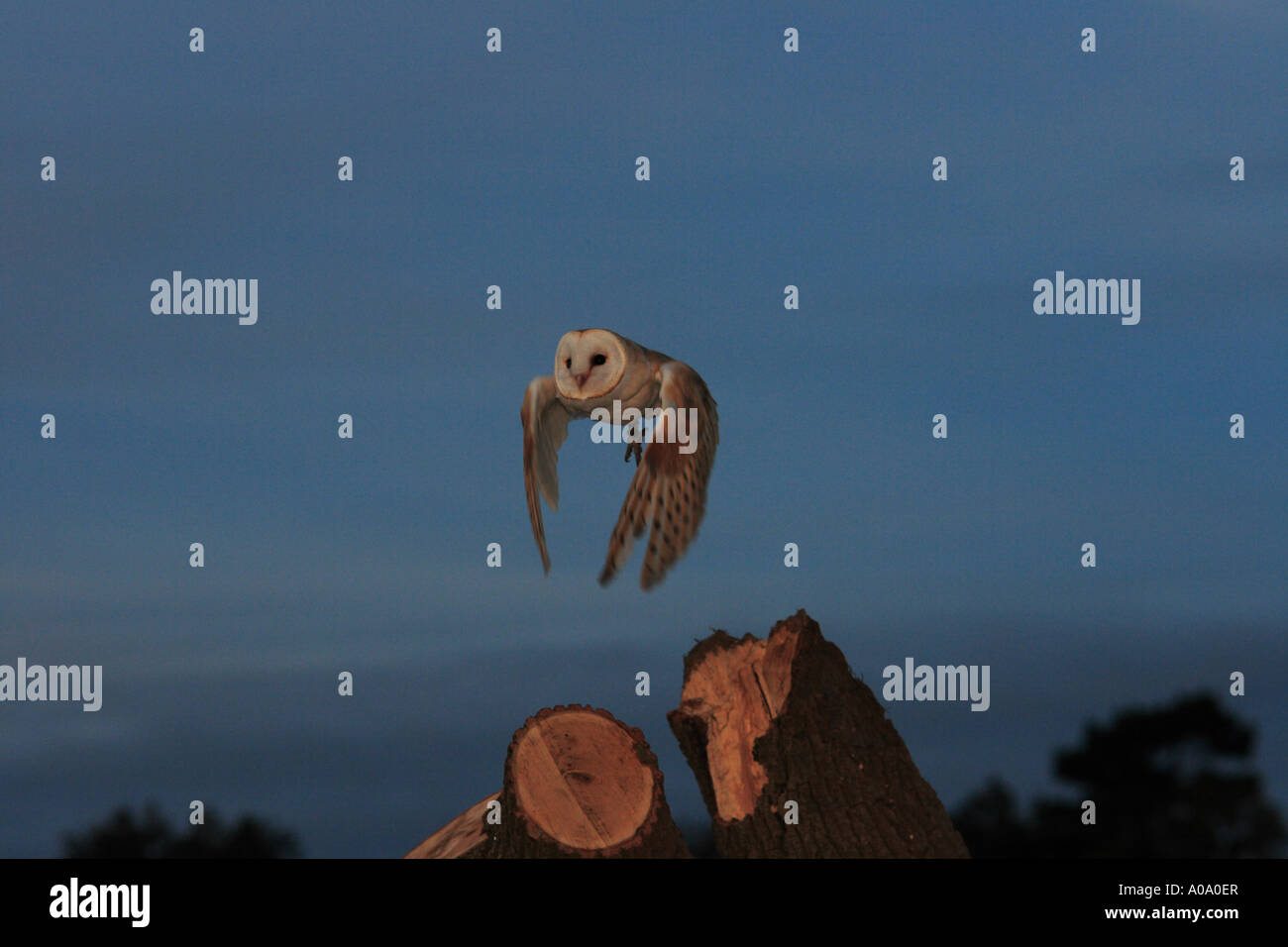Barn Owl Flying off from a Tree stump  2 Stock Photo