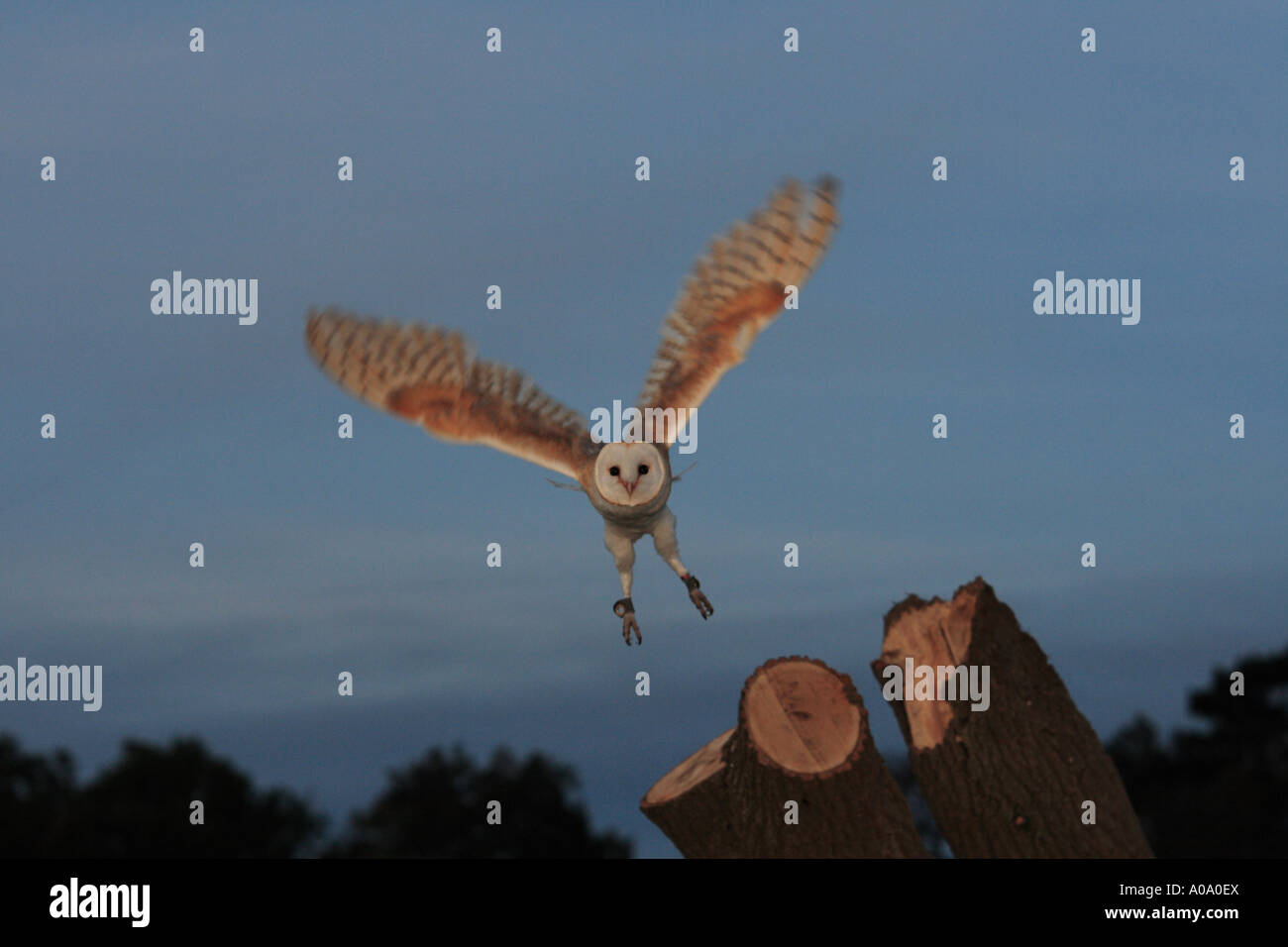 Barn Owl Flying off from a Tree stump  1 Stock Photo