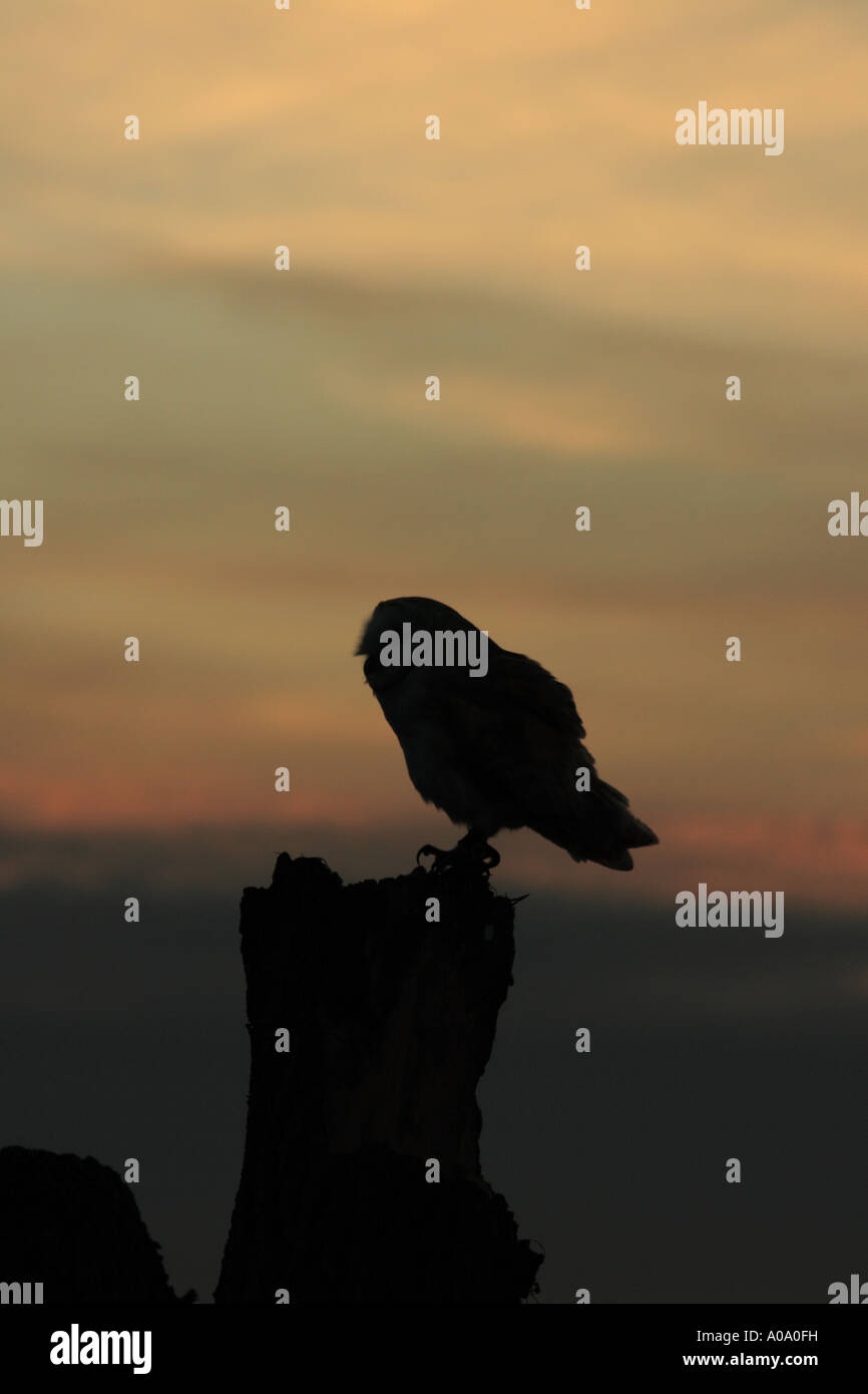 Barn Owl Silhouette Against The Sunset 4 Stock Photo 9928756 Alamy