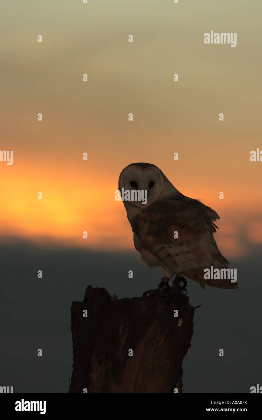 Barn Owl Silhouette Against The Sunset 1 Stock Photo 9928765 Alamy