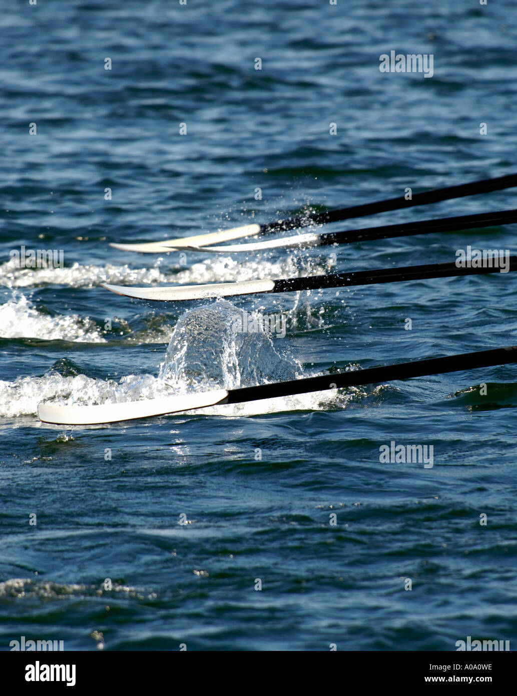 Oars splashing in the water, coxes eights, Lake Pupuke, North Shore